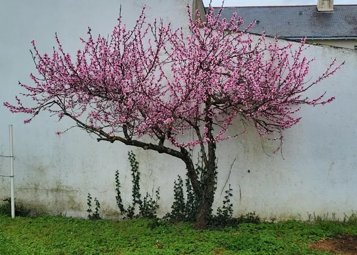 L'escale Des Roses Doué-la-Fontaine